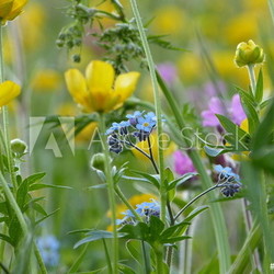 Vergissmeinnicht in der Blumenwiese