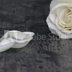 Weisse Rose