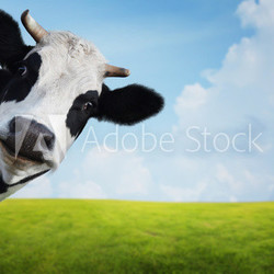 Cow