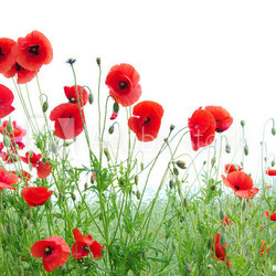 red poppies