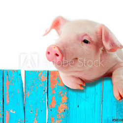 Funny pig hanging on a fence. Isolated on white background.