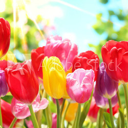 Fresh tulips in warm sunlight