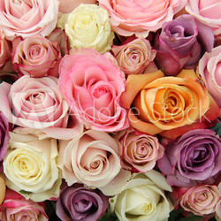 Mixed pastel roses