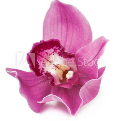 pink orchid isolated on white