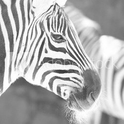 monochrome photo  - detail head zebra in ZOO