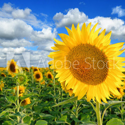 Sunflower field