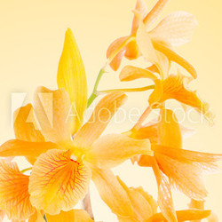 Beautiful orange dendrobium flowers