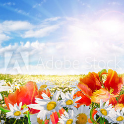 Springtime: field of daisy flowers and tulips