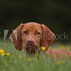 Magyar Vizsla