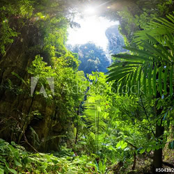 Jungle Forest