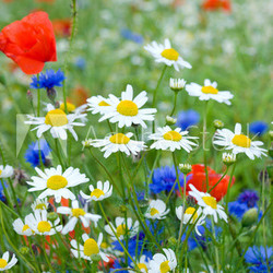 Blumenwiese Wildblumen