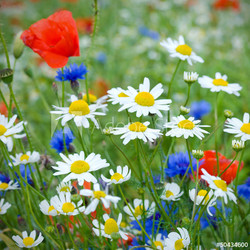 Field of Flowers