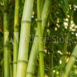 Bamboo