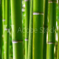 Bamboo forest