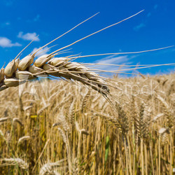 Gerste auf einem Feld
