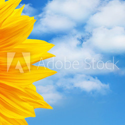 Sonnenblume