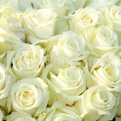 Group of white roses, wedding decorations