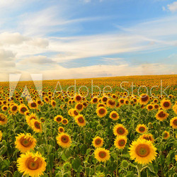 sunflowers
