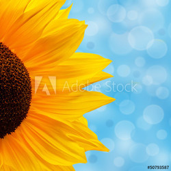 Sonnenblume
