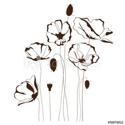 Poppy design, floral background