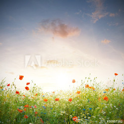 Wildblumen Wiese