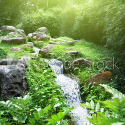 river in jungle