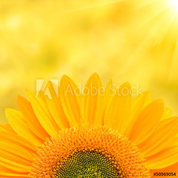 Sunflower Background