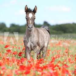 Arabian foal running in red poppy field