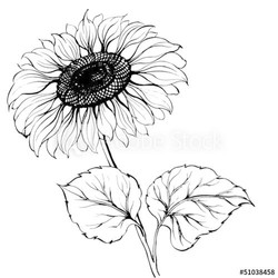 Sunflower isolated over white