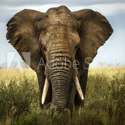 sfondo di elefante