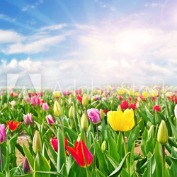 Frühlingserwachen: Bunte Tulpenvielfalt und blauer Himmel