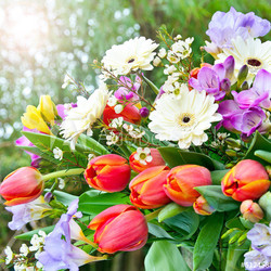 Blumengruß im Frühling