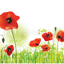 Poppies Field, vector illustration