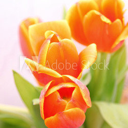 Tulpenstrauß