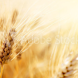 Wheat field