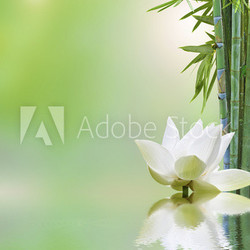 flore aquatique, décor relaxant