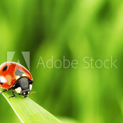 ladybug on grass