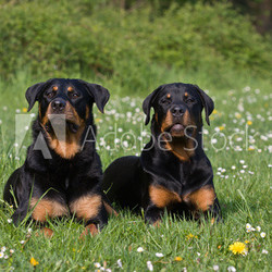 Rottis