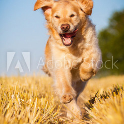 Golden Retriever in Action