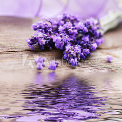 Lavendelblüten mit Spiegelung