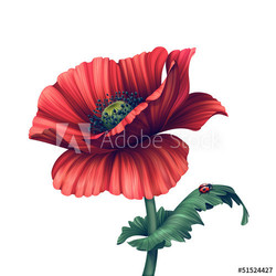 illustration of red poppy flower isolated on white