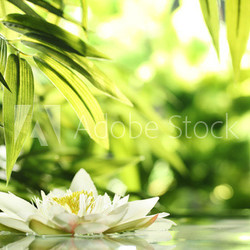 water lily