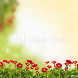 Bellis Hintergrund Frühling