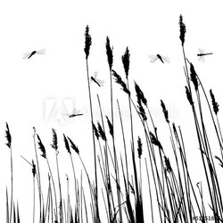 Real grass silhouette and  few dragonflies  - vector