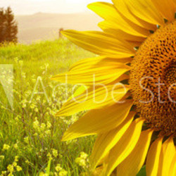 landscape with sunflowers in Tuscany, Italy