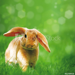 Hase in Wiese