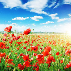 poppies field in rays sun
