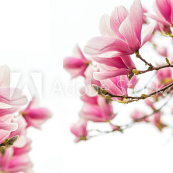 Magnolienblüten Frühlingszeit