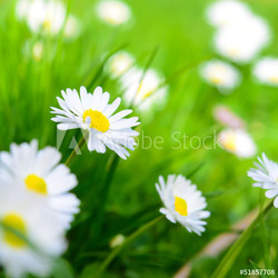 Frühlingswiese - Gänseblümchen