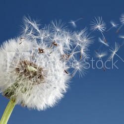 Dandelion clock dispersing seed